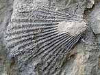 Chlamys textoria (Pecten vimineus) fossile du jurassique boulonnais