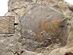 Pectinidae fossile du jurassique boulonnais