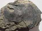 Camptonectes lamellosus fossile du jurassique boulonnais