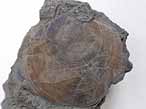 Entolium sp fossile du jurassique boulonnais