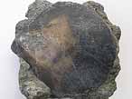 Entolium corneolum fossile du jurassique boulonnais