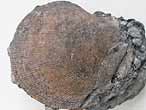 Radulopecten strictus fossile du jurassique boulonnais