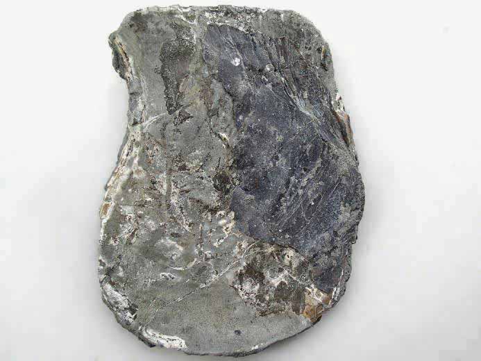 Isognomon (Perna) fossile du jurassique boulonnais