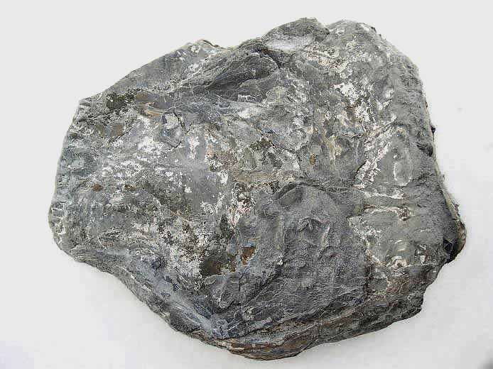 Isognomon (Perna) fossile du jurassique boulonnais