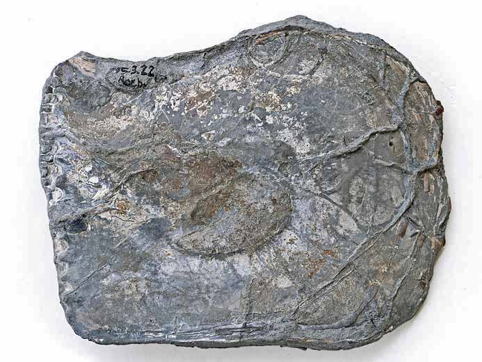 Isognomon (Perna) fossile du jurassique boulonnais