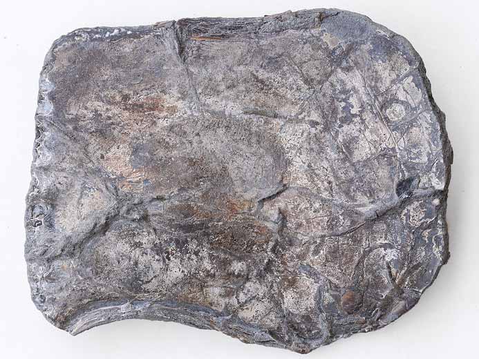 Isognomon (Perna) fossile du jurassique boulonnais