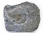 Isognomon (Perna) fossile du jurassique boulonnais