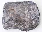 Isognomon (Perna) fossile du jurassique boulonnais