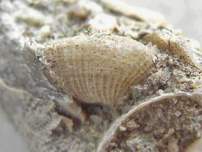 Pholade fossile jurassique Boulonnais
