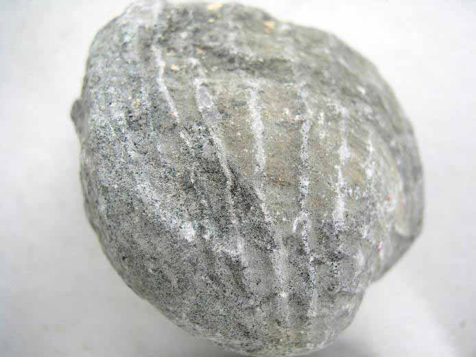 Pholade fossile jurassique Boulonnais