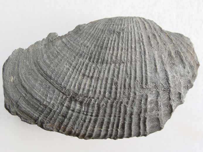 image Myopholas multicostata: pholade fossile jurassique Boulonnais