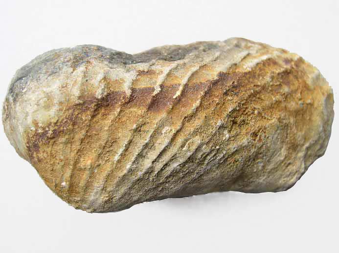 image Myopholas multicostata: pholade fossile jurassique Boulonnais
