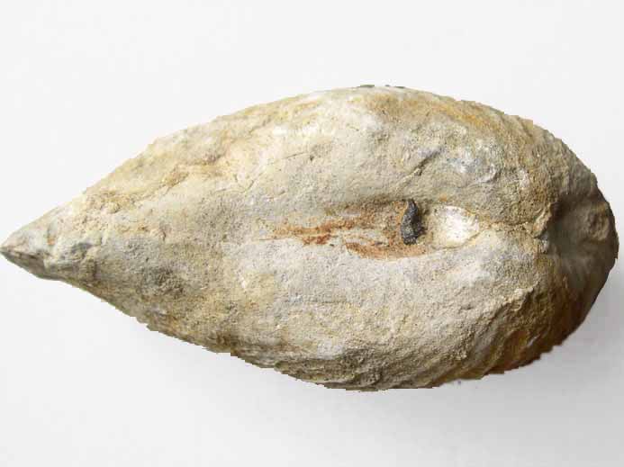 image Myopholas multicostata: pholade fossile jurassique Boulonnais
