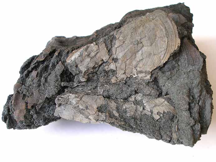 image Pinna et Modiolus virgulinus pibionte fossiles jurassique Boulonnais