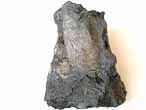 Pinna fossile et Modiolus virgulinus du jurassique boulonnais