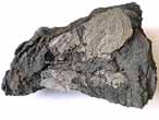 Pinna fossile et Modiolus virgulinus du jurassique boulonnais