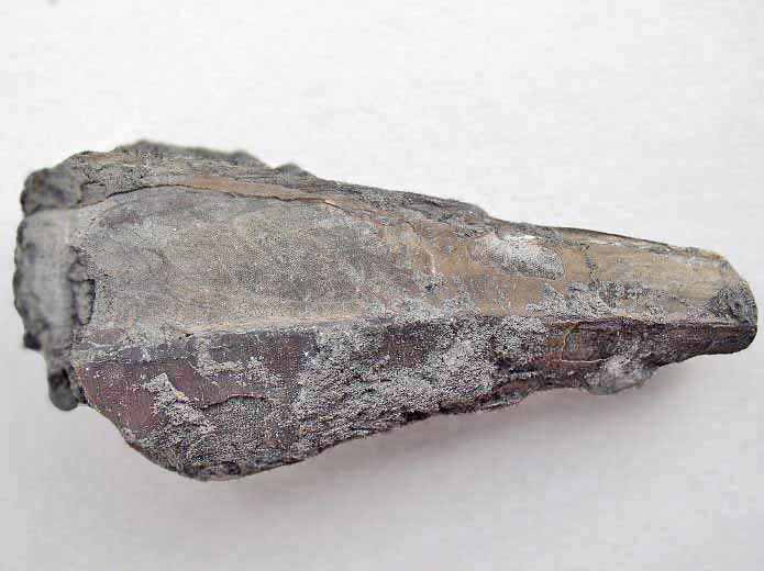 Pinna fossile jurassique Boulonnais