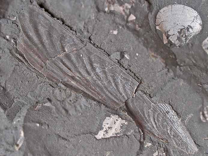Pinna fossile jurassique Boulonnais