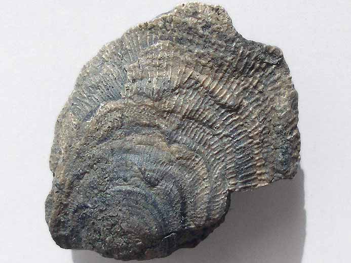 Placunopsis fossile jurassique Boulonnais