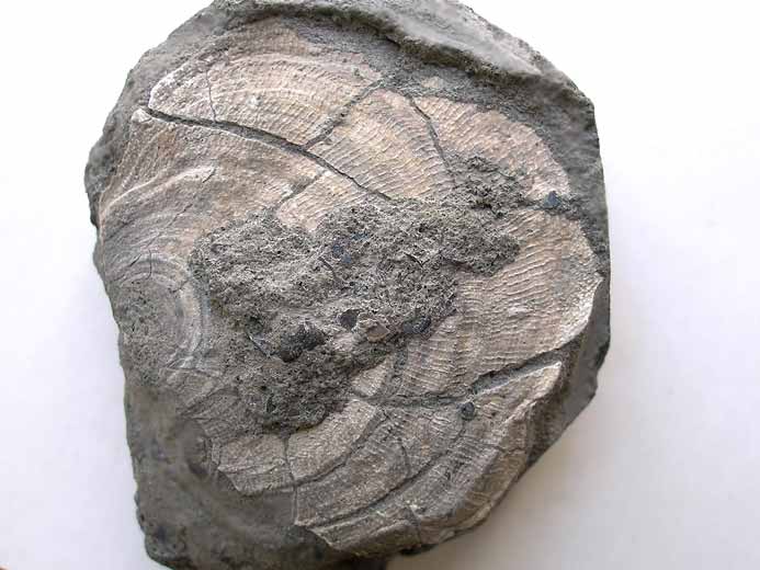 Placunopsis fossile jurassique Boulonnais