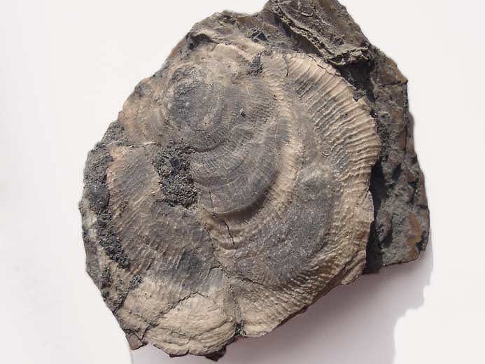 Placunopsis fossile jurassique Boulonnais