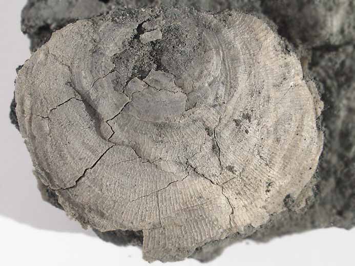 Placunopsis fossile jurassique Boulonnais