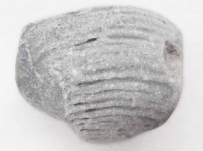 Pleuromya alduini fossile jurassique Boulonnais