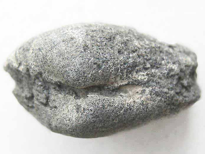 Pleuromya tellina fossile jurassique Boulonnais