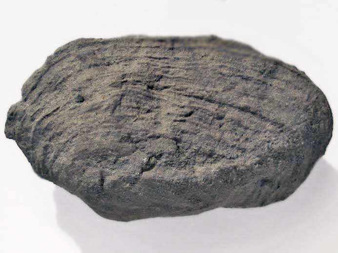 Pleuromya sp - fossile jurassique Boulonnais