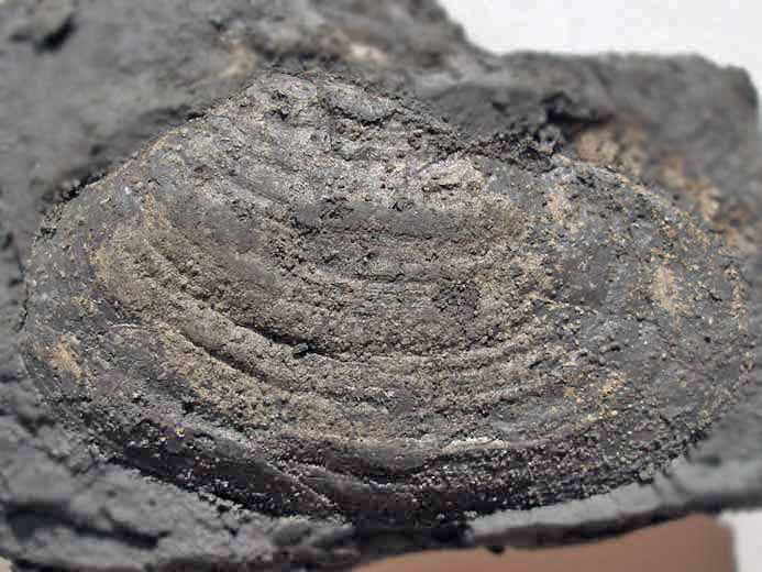 Pleuromya sp - fossile jurassique Boulonnais