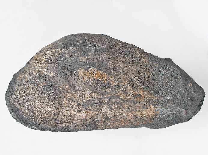 Pleuromya sp - fossile jurassique Boulonnais