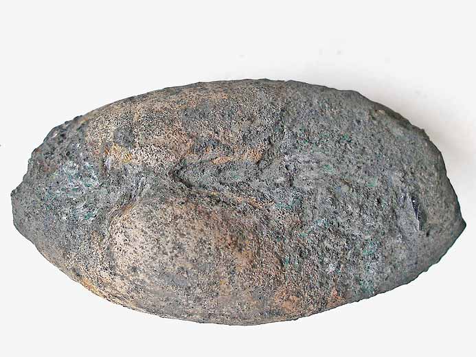 Pleuromya sp - fossile jurassique Boulonnais