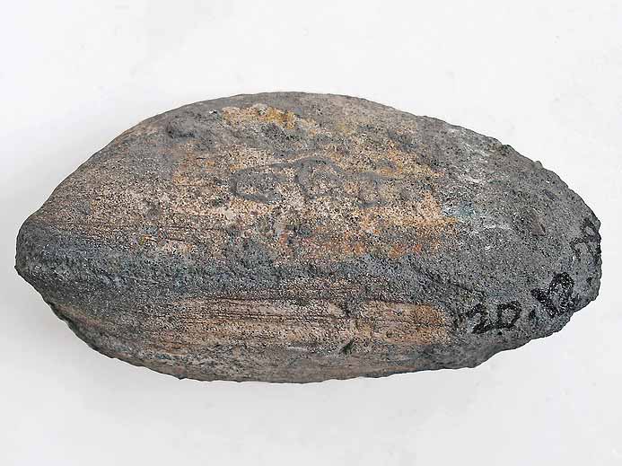 Pleuromya sp - fossile jurassique Boulonnais