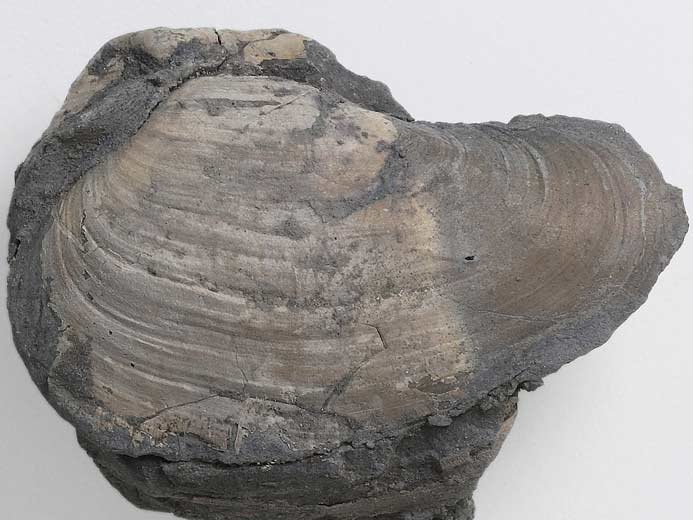 Pleuromya sp - fossile jurassique Boulonnais
