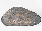 Pleuromya sp fossile du jurassique boulonnais