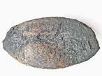 Pleuromya sp fossile du jurassique boulonnais