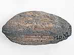 Pleuromya sp fossile du jurassique boulonnais