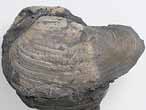 Pleuromya sp fossile du jurassique boulonnais
