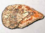Stegoconcha fossile du jurassique boulonnais COPYRIGHT A.BOUVEUR