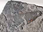 Stegoconcha granulata - fossile du jurassique boulonnais