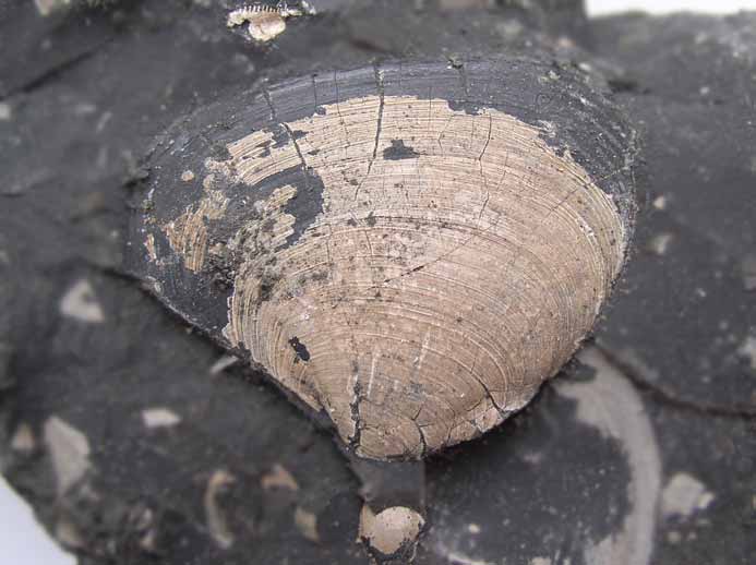 Thracia fossile du jurassique boulonnais