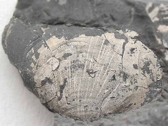 Thracia depressa fossile du jurassique boulonnais