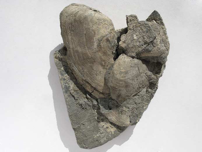 Thracia fossile du jurassique boulonnais