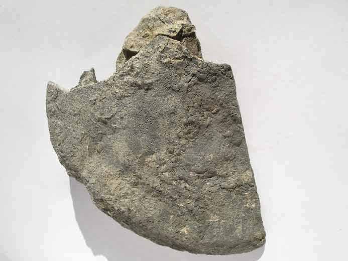 Thracia fossile du jurassique boulonnais