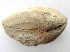 Trigonia micheloti fossile du jurassique boulonnais