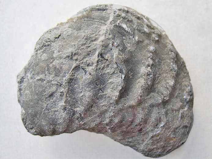 Myophorella incurva - fossiles jurassique Boulonnais