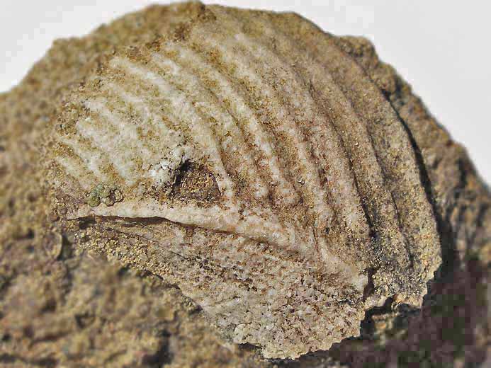 Trigonia papillata fossile jurassique Boulonnais
