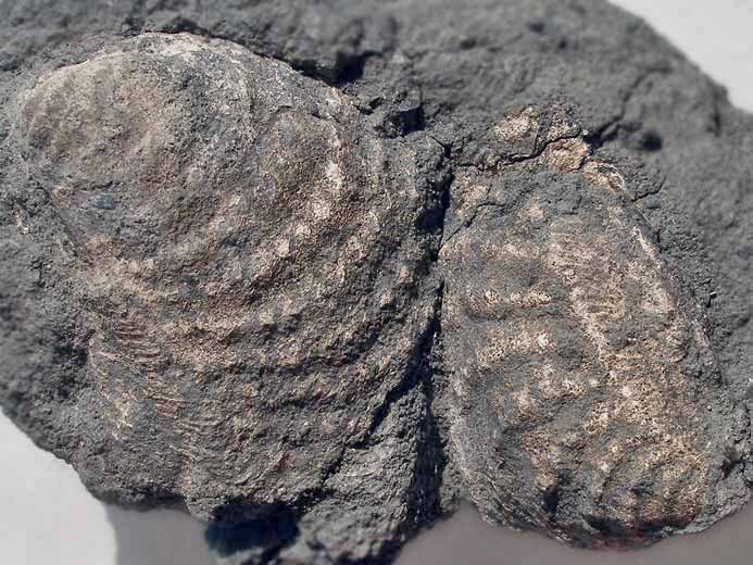 Myophorella sp - fossiles jurassique Boulonnais