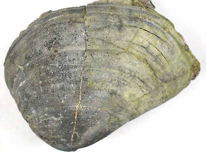 Laevitrigonia gibbosa - fossile jurassique Boulonnais