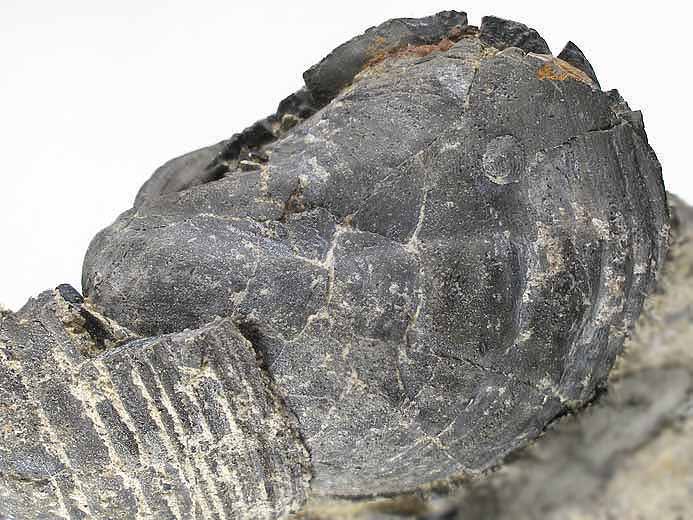 Trigonia sp fossile jurassique Boulonnais